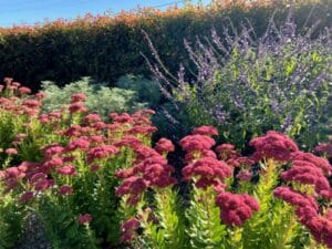 Cool climate Southern Highlands garden plants in autumn